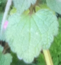 leaf  : nom scientifique : Lamium purpureum L. , Lamium , Lamiaceae 