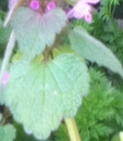 stemleaf  : nom scientifique : Lamium purpureum L. , Lamium , Lamiaceae 