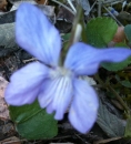 flower  : nom scientifique : Viola odorata L. , Viola , Violaceae 