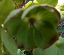 flower : nom scientifique : Helleborus foetidus L. , Helleborus , Ranunculaceae