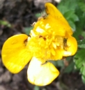 flower : nom scientifique : Ranunculus repens L. , Ranunculus , Ranunculaceae