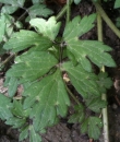 leaf : nom scientifique : Ranunculus repens L. , Ranunculus , Ranunculaceae