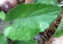 leaf :