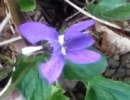 flower :