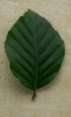 leaf  : nom scientifique : Fagus sylvatica L. , Fagus , Fagaceae 