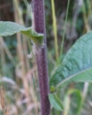 stemleaf  : nom scientifique : Inula conyza DC. , Inula , Asteraceae 