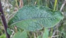 leaf  : nom scientifique : Inula conyza DC. , Inula , Asteraceae 