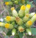 flower  : nom scientifique : Inula conyza DC. , Inula , Asteraceae 