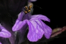 flower : nom scientifique : Ajuga reptans L. , Ajuga , Lamiaceae