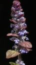 whole : nom scientifique : Ajuga reptans L. , Ajuga , Lamiaceae