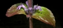 leaf : nom scientifique : Ajuga reptans L. , Ajuga , Lamiaceae