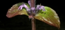 stemleaf : nom scientifique : Ajuga reptans L. , Ajuga , Lamiaceae