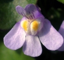 flower : nom scientifique : Cymbalaria muralis P. Gaertn., B. Mey. & Scherb. , Cymbalaria , Plantaginaceae