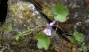 whole : nom scientifique : Cymbalaria muralis P. Gaertn., B. Mey. & Scherb. , Cymbalaria , Plantaginaceae