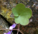 leaf : nom scientifique : Cymbalaria muralis P. Gaertn., B. Mey. & Scherb. , Cymbalaria , Plantaginaceae