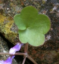 stemleaf : nom scientifique : Cymbalaria muralis P. Gaertn., B. Mey. & Scherb. , Cymbalaria , Plantaginaceae