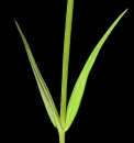 stemleaf : nom scientifique : Cerastium arvense L. , Cerastium , Caryophyllaceae