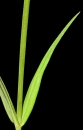 leaf : nom scientifique : Cerastium arvense L. , Cerastium , Caryophyllaceae