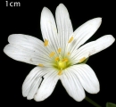 flower : nom scientifique : Cerastium arvense L. , Cerastium , Caryophyllaceae