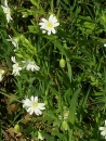 whole : nom scientifique : Cerastium arvense L. , Cerastium , Caryophyllaceae