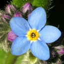 flower  : nom scientifique : Myosotis arvensis (L.) Hill , Myosotis , Boraginaceae 