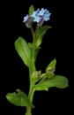 whole  : nom scientifique : Myosotis arvensis (L.) Hill , Myosotis , Boraginaceae 