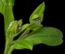 leaf  : nom scientifique : Myosotis arvensis (L.) Hill , Myosotis , Boraginaceae 