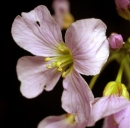 flower  : nom scientifique : Cardamine pratensis L. , Cardamine , Brassicaceae 