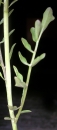 leaf  : nom scientifique : Cardamine pratensis L. , Cardamine , Brassicaceae 