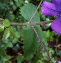 stemleaf  : nom scientifique : Lunaria annua L. , Lunaria , Brassicaceae 