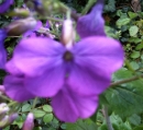 flower  : nom scientifique : Lunaria annua L. , Lunaria , Brassicaceae 