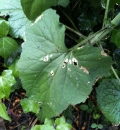 leaf  : nom scientifique : Lunaria annua L. , Lunaria , Brassicaceae 