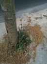 whole : nom scientifique : Sonchus oleraceus L. , Sonchus , Asteraceae