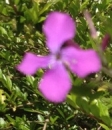 flower  : nom scientifique : Lunaria annua L. , Lunaria , Brassicaceae 