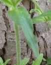 leaf  : nom scientifique : Silene alba (Mill.) E.H.L. Krause , Silene , Caryophyllaceae 