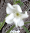 flower  : nom scientifique : Silene alba (Mill.) E.H.L. Krause , Silene , Caryophyllaceae 