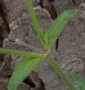 stemleaf  : nom scientifique : Silene alba (Mill.) E.H.L. Krause , Silene , Caryophyllaceae 
