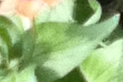 leaf  : nom scientifique : Anagallis arvensis L. , Anagallis , Primulaceae 
