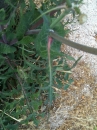 leaf : nom scientifique : Sonchus oleraceus L. , Sonchus , Asteraceae
