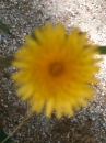 flower : nom scientifique : Sonchus oleraceus L. , Sonchus , Asteraceae