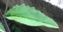 leaf  : nom scientifique : Hieracium vulgatum Fr. , Hieracium , Asteraceae 