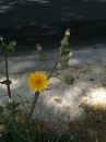flower : nom scientifique : Sonchus oleraceus L. , Sonchus , Asteraceae