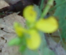 flower  : nom scientifique : Brassica napus L. , Brassica , Brassicaceae 