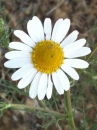 flower : nom scientifique : Matricaria maritima L. , Matricaria , Asteraceae