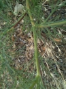 stemleaf : nom scientifique : Matricaria maritima L. , Matricaria , Asteraceae