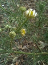 flower : nom scientifique : Matricaria maritima L. , Matricaria , Asteraceae