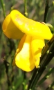 flower : nom scientifique : Cytisus scoparius (L.) Link , Cytisus , Fabaceae