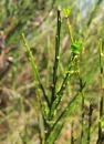 stemleaf : nom scientifique : Cytisus scoparius (L.) Link , Cytisus , Fabaceae