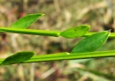 leaf : nom scientifique : Cytisus scoparius (L.) Link , Cytisus , Fabaceae