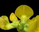 flower : nom scientifique : Lathyrus pratensis L. , Lathyrus , Fabaceae